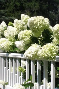 Limelight PeeGee Hydrangea - 2.5 Gallon Pot 16 Limelight PeeGee Hydrangea - 2.5 Gallon Pot -Garden Plants Shop Hydrangea Limelight 21
