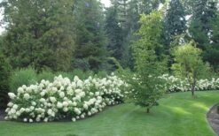 Limelight PeeGee Hydrangea - 2.5 Gallon Pot 15 Limelight PeeGee Hydrangea - 2.5 Gallon Pot -Garden Plants Shop Hydrangea Limelight hedge natural