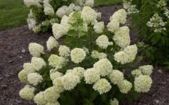 Little Lime Hydrangea - 3 Pack Of Quart Pots -Garden Plants Shop Hydrangea Little Lime 1