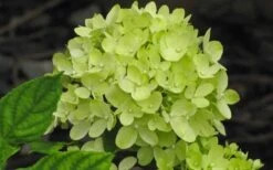 Little Lime Hydrangea - 1 Gallon Pot -Garden Plants Shop Hydrangea Little Lime 2