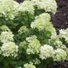 Little Lime Hydrangea - 1 Gallon Pot -Garden Plants Shop Hydrangea Little Lime 500x750 2
