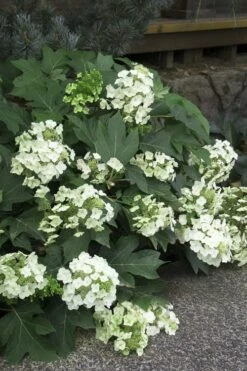 Pee Wee Dwarf Oakleaf Hydrangea - 1 Gallon Pot -Garden Plants Shop Hydrangea Oakleaf Pee Wee 11