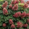 Ruby Slippers Dwarf Oakleaf Hydrangea - 2 Gallon Pot -Garden Plants Shop Hydrangea Oakleaf Ruby Slippers 500x750 1