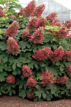 Garden Plants Shop 35 Ruby Slippers Dwarf Oakleaf Hydrangea - 2 Gallon Pot