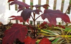 Ruby Slippers Dwarf Oakleaf Hydrangea - 7 Gallon Pot -Garden Plants Shop Hydrangea Oakleaf Ruby Slippers Fall Foliage Color 1