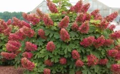 Ruby Slippers Dwarf Oakleaf Hydrangea - 7 Gallon Pot -Garden Plants Shop Hydrangea Oakleaf Ruby Slippers Full Bloom 1