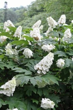 Snow Queen Oakleaf Hydrangea - 2 Gallon Pot -Garden Plants Shop Hydrangea Oakleaf Snow Queen 10