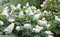 Snow Queen Oakleaf Hydrangea - 2 Gallon Pot -Garden Plants Shop Hydrangea Oakleaf Snow Queen 6