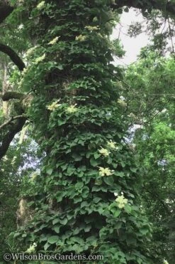 Moonlight Climbing Hydrangea - 2 Gallon Pot -Garden Plants Shop Hydrangea Petiolaris Climbing Tree 18 2