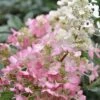 Pinky Winky Hydrangea - 3 Gallon Pot -Garden Plants Shop Hydrangea Pinky Winky BS