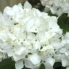 Sister Theresa Hydrangea - 1 Gallon Pot -Garden Plants Shop Hydrangea Sister Theresa 2 500x750 1