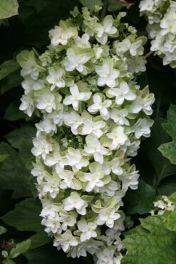 Snowflake Oakleaf Hydrangea - 1 Gallon Pot -Garden Plants Shop Hydrangea Snowflake 10