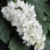 Snowflake Oakleaf Hydrangea - 1 Gallon Pot -Garden Plants Shop Hydrangea Snowflake 14