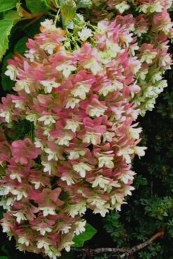 Snowflake Oakleaf Hydrangea - 1 Gallon Pot -Garden Plants Shop Hydrangea Snowflake 16