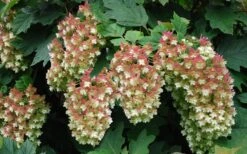Snowflake Oakleaf Hydrangea - 1 Gallon Pot -Garden Plants Shop Hydrangea Snowflake 20