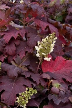 Snowflake Oakleaf Hydrangea - 1 Gallon Pot -Garden Plants Shop Hydrangea Snowflake 25