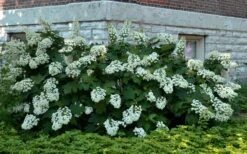 Snowflake Oakleaf Hydrangea - 1 Gallon Pot -Garden Plants Shop Hydrangea Snowflake 26