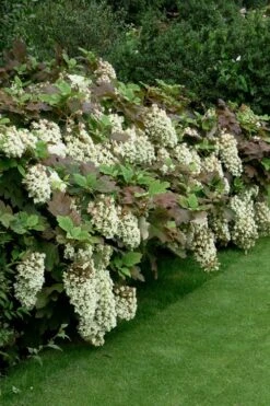 Snowflake Oakleaf Hydrangea - 1 Gallon Pot -Garden Plants Shop Hydrangea Snowflake 8