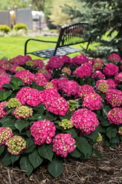 Summer Crush Endless Summer Hydrangea - 6 Gallon Pot -Garden Plants Shop Hydrangea Summer Crush Endless Summer 3