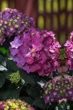 Summer Crush Endless Summer Hydrangea - 6 Gallon Pot -Garden Plants Shop Hydrangea Summer Crush Endless Summer 4