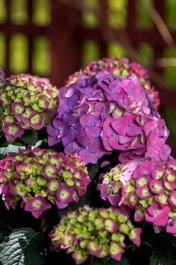 Summer Crush Endless Summer Hydrangea - 6 Gallon Pot -Garden Plants Shop Hydrangea Summer Crush Endless Summer 5