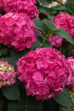 Summer Crush Endless Summer Hydrangea - 6 Gallon Pot -Garden Plants Shop Hydrangea Summer Crush Endless Summer 6