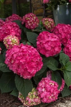 Summer Crush Endless Summer Hydrangea - 6 Gallon Pot -Garden Plants Shop Hydrangea Summer Crush Endless Summer 7