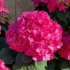 Summer Crush Endless Summer Hydrangea - 6 Gallon Pot -Garden Plants Shop Hydrangea Summer Crush Endless Summer 8