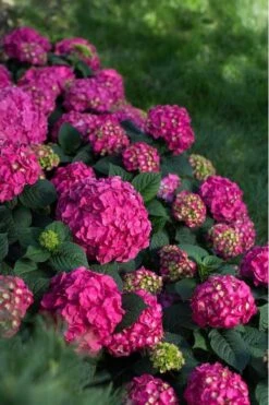 Summer Crush Endless Summer Hydrangea - 6 Gallon Pot -Garden Plants Shop Hydrangea Summer Crush Endless Summer 9