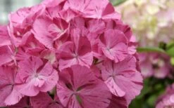 Sweet Fantasy Hydrangea - 1 Gallon Pot -Garden Plants Shop Hydrangea Sweet Fantasy 2 1