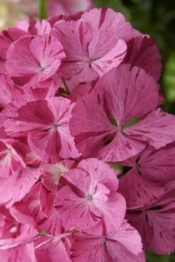 Sweet Fantasy Hydrangea - 3 Gallon Pot -Garden Plants Shop Hydrangea Sweet Fantasy 3