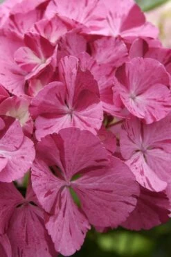 Sweet Fantasy Hydrangea - 1 Gallon Pot -Garden Plants Shop Hydrangea Sweet Fantasy 4 1