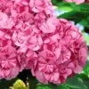 Sweet Fantasy Hydrangea - 1 Gallon Pot -Garden Plants Shop Hydrangea Sweet Fantasy 5 1
