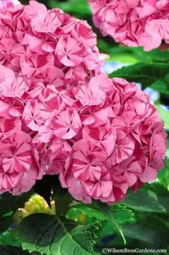Sweet Fantasy Hydrangea - 1 Gallon Pot