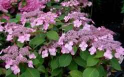 Twist-N-Shout Endless Summer Hydrangea - 1 Gallon Pot -Garden Plants Shop Hydrangea Twist N Shout Pink Flowers 2