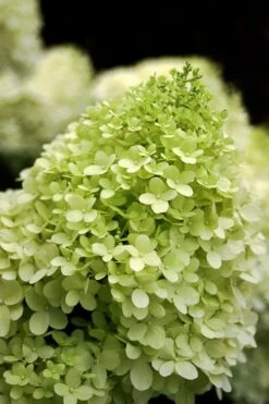 Limelight PeeGee Hydrangea - 2.5 Gallon Pot 14 Limelight PeeGee Hydrangea - 2.5 Gallon Pot -Garden Plants Shop Hydrangea limelightf BS