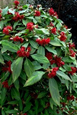 Miss Scarlett Florida Anise (Illicium Floridanum) - 3 Gallon Pot -Garden Plants Shop Illicium floridanum miss scarlet anise 102