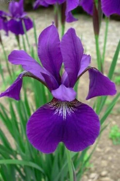 Caesar's Brother Siberian Iris - 6 Pack Of 1 Gallon Pots -Garden Plants Shop Iris Caesars Brother 10 1