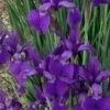 Caesar's Brother Siberian Iris - 1 Gallon Pot -Garden Plants Shop Iris Caesars Brother 13
