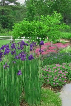 Caesar's Brother Siberian Iris - 1 Gallon Pot -Garden Plants Shop Iris Caesars Brother 15