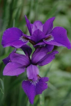 Caesar's Brother Siberian Iris - 6 Pack Of 1 Gallon Pots -Garden Plants Shop Iris Caesars Brother 17 1