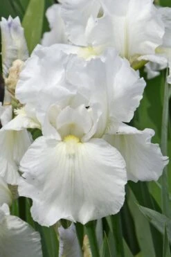 Immortality Tall Bearded Iris (Reblooming) - 1 Gallon Pot -Garden Plants Shop Iris Germanica Immortality 4