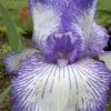 Hemstitched Reblooming Fragrant Bearded Iris- 1 Gallon Pot -Garden Plants Shop Iris Hemstitched 1