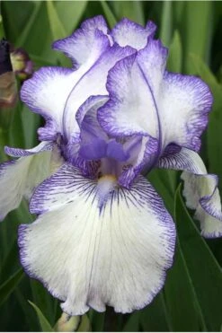 Hemstitched Reblooming Fragrant Bearded Iris- 1 Gallon Pot -Garden Plants Shop Iris Hemstitched 10