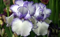 Hemstitched Reblooming Fragrant Bearded Iris- 1 Gallon Pot -Garden Plants Shop Iris Hemstitched 11