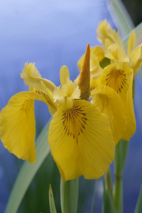 Yellow Flag Iris - 6 Pack Of 1 Gallon Pots 11 Yellow Flag Iris - 6 Pack Of 1 Gallon Pots - Image 9
