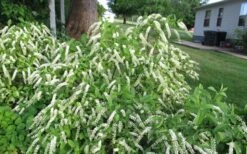 Henry's Garnet Virginia Sweetspire (Itea) - 7 Gallon Pot -Garden Plants Shop Itea Henry Garnet 50