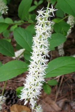 Henry's Garnet Virginia Sweetspire (Itea) - 7 Gallon Pot -Garden Plants Shop Itea Henrys Garnet 10