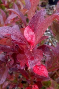 Henry's Garnet Virginia Sweetspire (Itea) - 7 Gallon Pot -Garden Plants Shop Itea Henrys Garnet 11