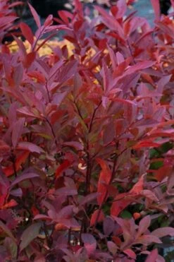 Henry's Garnet Virginia Sweetspire (Itea) - 7 Gallon Pot -Garden Plants Shop Itea Henrys Garnet 12